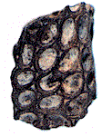 Bryozoa