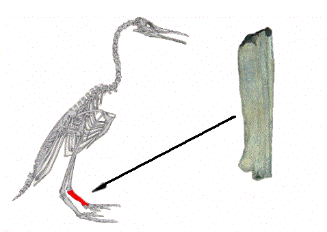 Hesperornis bird