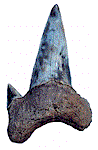 Shark tooth