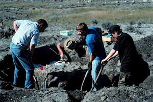 Figure 9 - Excavation of the Plioplatecarpus skeleton.